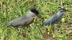 Garcita azulada/Striated Heron