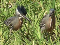 Garcita azulada/Striated Heron