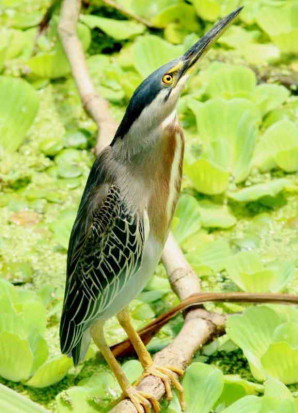 Garcita azulada/Striated Heron