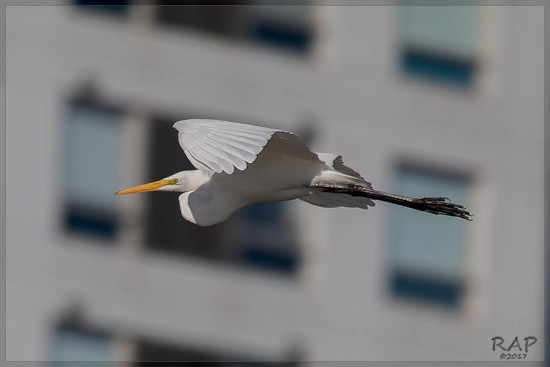 Garza blanca/Great Egret