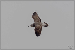 Gaviota cocinera/Kelp Gull