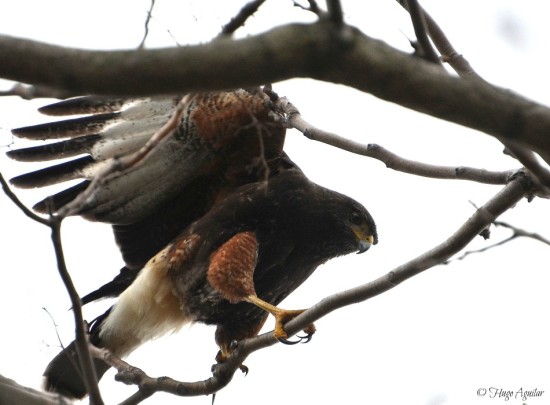 Gavilán mixto/Bay-winged Hawk