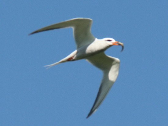 Gaviotín lagunero/Snowy-crowned Tern