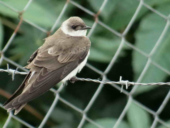 Golondrina parda/Brown-chested Martin