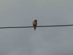 Golondrina tijerita/Barn Swallow