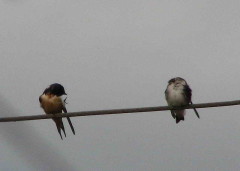 Golondrina tijerita/Barn Swallow