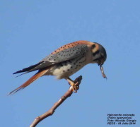 Halconcito colorado/American Kestrel