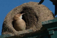 Hornero/Rufous Hornero