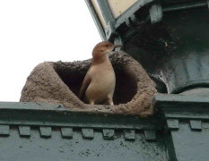 Hornero/Rufous Hornero