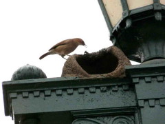 Hornero/Rufous Hornero