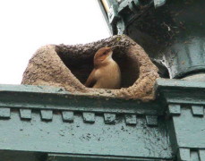 Hornero/Rufous Hornero