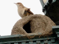 Hornero/Rufous Hornero