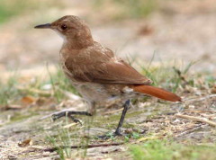 Hornero/Rufous Hornero