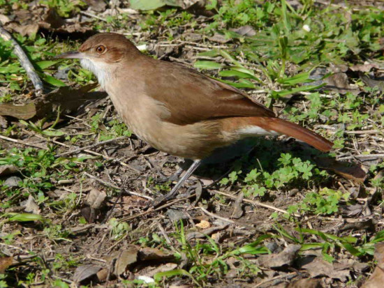 Hornero/Rufous Hornero