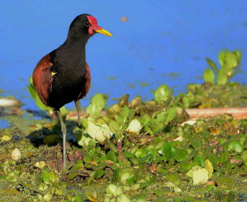 Jacana/Wattled Jacana