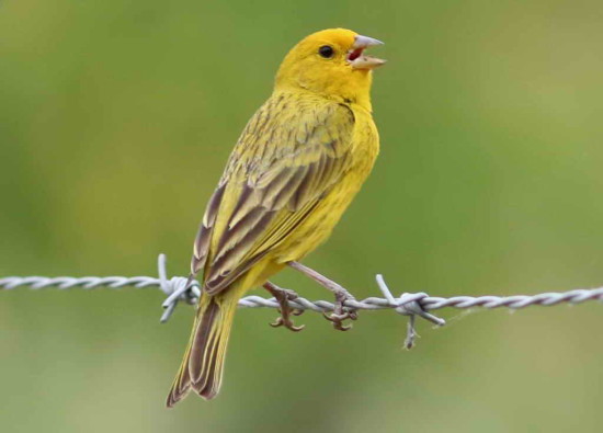 Jilguero dorado/Saffron Finch