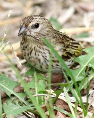 Jilguero dorado/Saffron Finch