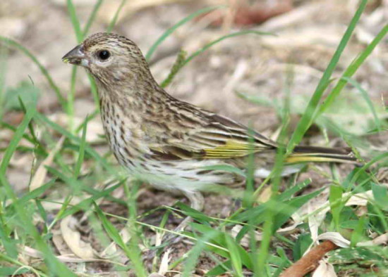 Jilguero dorado/Saffron Finch