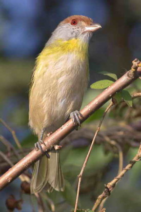 Juan chiviro/Rufous-browed Peppershrike