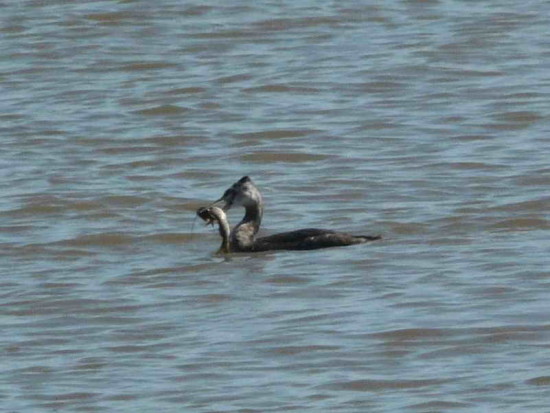 Macá grande/Great Grebe