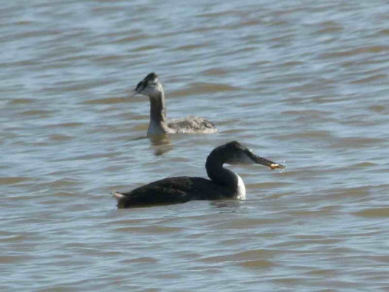 Macá grande/Great Grebe