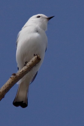 Monjita blanca/White Monjita