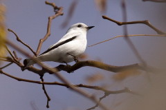 Monjita blanca/White Monjita