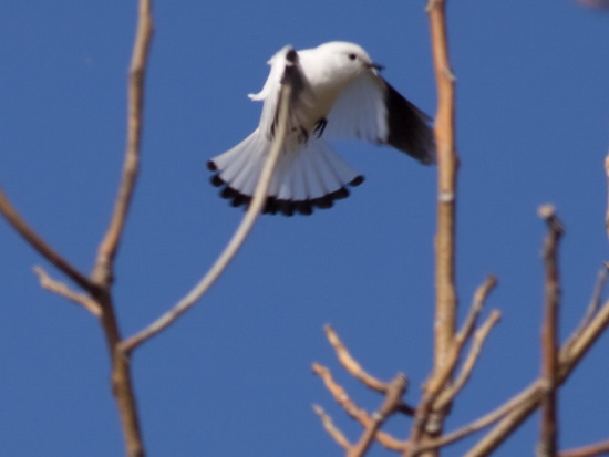 Monjita blanca/White Monjita