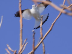 Monjita blanca/White Monjita