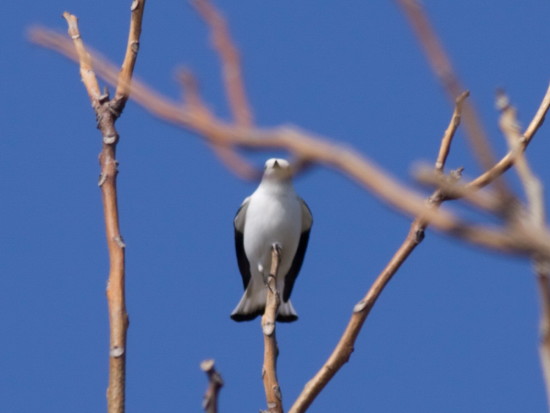 Monjita blanca/White Monjita