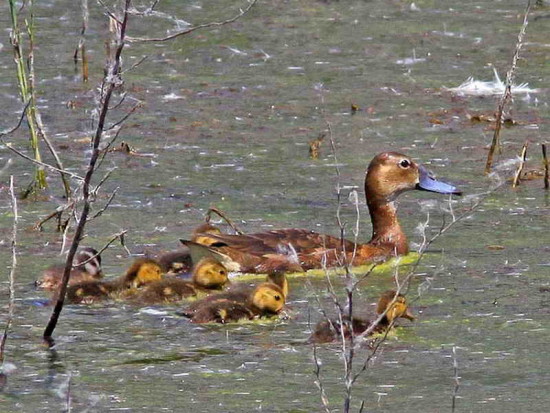 Pato picazo/Rosy-billed Pochard