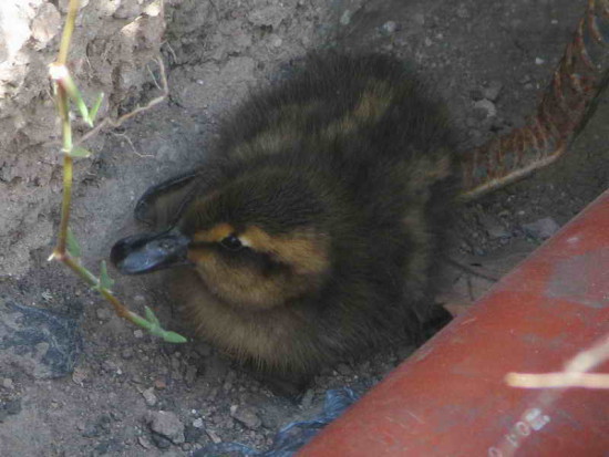 Pato cabeza negra/Black-headed duck