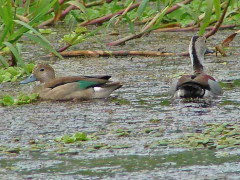 Pato de collar/Ringed Teal