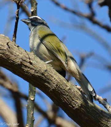 Pepitero verdoso/Green-winged Saltator