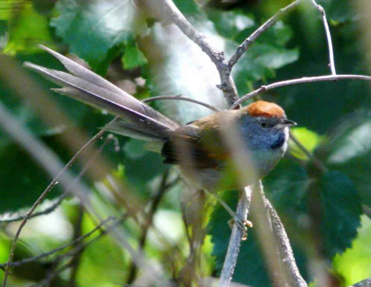 Pijuí plomizo/Spix's Spinetail