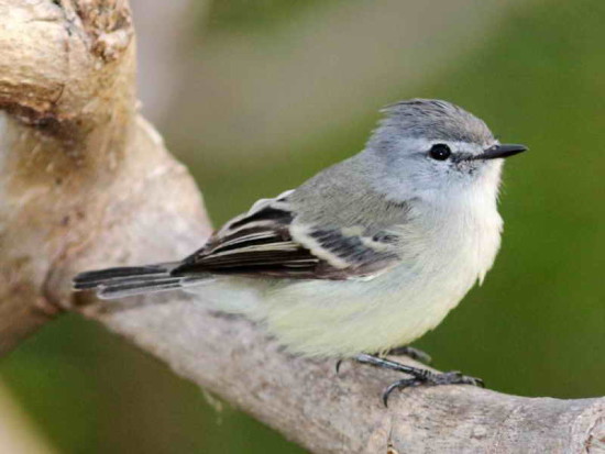 Piojito común/White-crested Tyrannulet