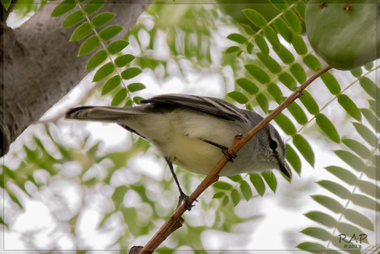 Piojito común/White-crested Tyrannulet