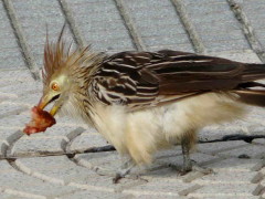 Pirincho/Guira Cuckoo