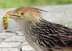 Pirincho/Guira Cuckoo