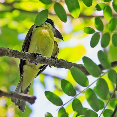 Pitanguá/Boat-billed Flycatcher