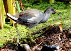 Pollona negra/Common Gallinule