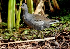 Pollona negra/Common Gallinule