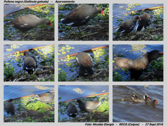 Pollona negra/Common Gallinule