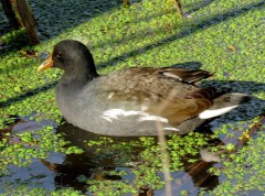 Pollona negra/Common Gallinule