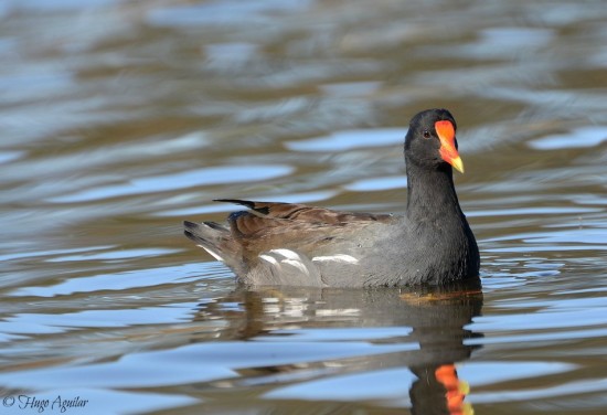 Pollona negra/Common Gallinule