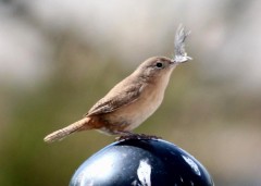 Ratona común/House Wren