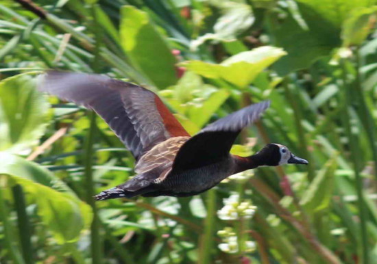 Sirirí pampa/White-faced Whistling- Duck