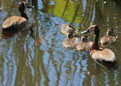 Sirirí pampa/White-faced Whistling- Duck