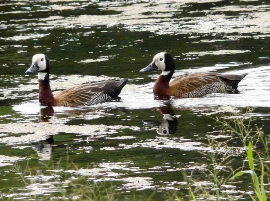 Sirirí pampa/White-faced Whistling- Duck