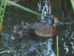 Sirirí pampa/White-faced Whistling- Duck